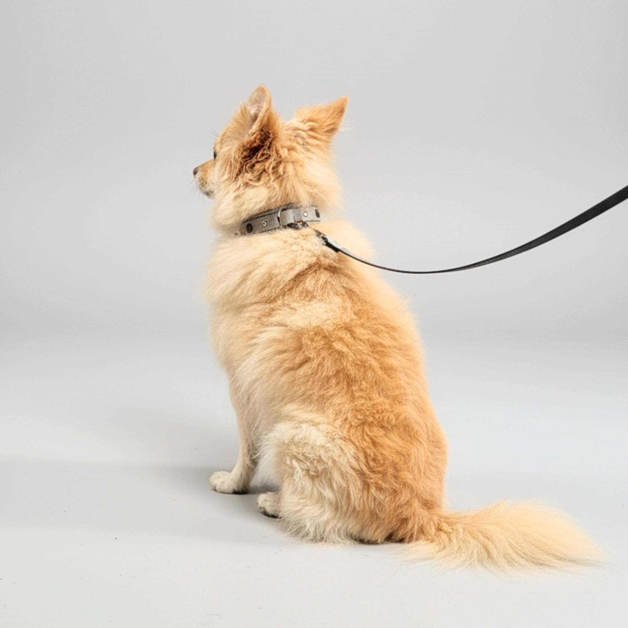 Set Collare con Cristalli e Guinzaglio in Pelle per Cani